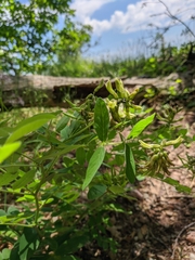 Astragalus glycyphylloides