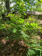 Astragalus glycyphylloides