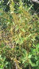 Cuscuta indecora