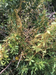 Cuscuta indecora