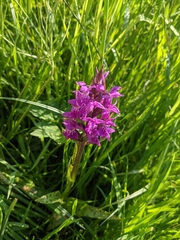 Dactylorhiza majalis