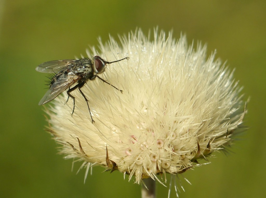 Estheria microcera
