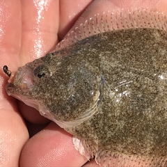 Citharichthys stigmaeus