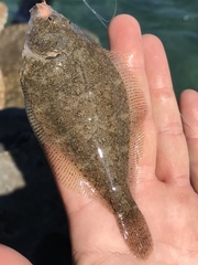 Citharichthys stigmaeus