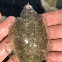 Citharichthys stigmaeus