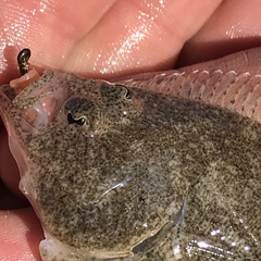 Citharichthys stigmaeus