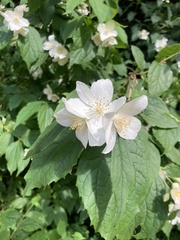 Philadelphus coronarius