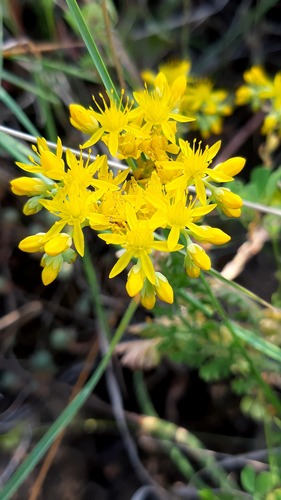 Rock Stonecrop