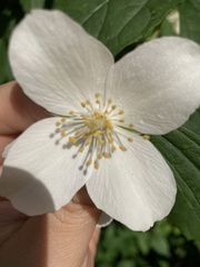 Philadelphus coronarius