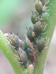 Aphis frangulae