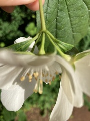 Philadelphus coronarius