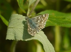 Muschampia tessellum