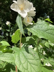 Philadelphus coronarius