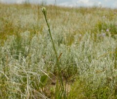 Eremogone cephalotes