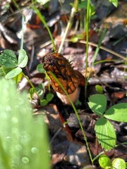 Morchella angusticeps