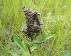 Acronicta geographica