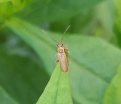 Cantharis livida