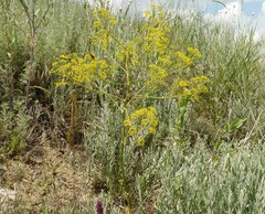 Ferula caspica