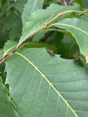 Agrilus bilineatus