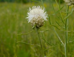 Centaurea margaritacea