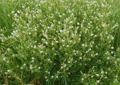 Trigonella procumbens