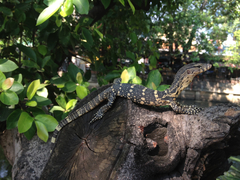 Varanus salvator