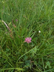 Trifolium medium