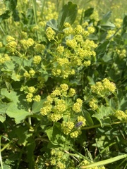 Alchemilla leiophylla