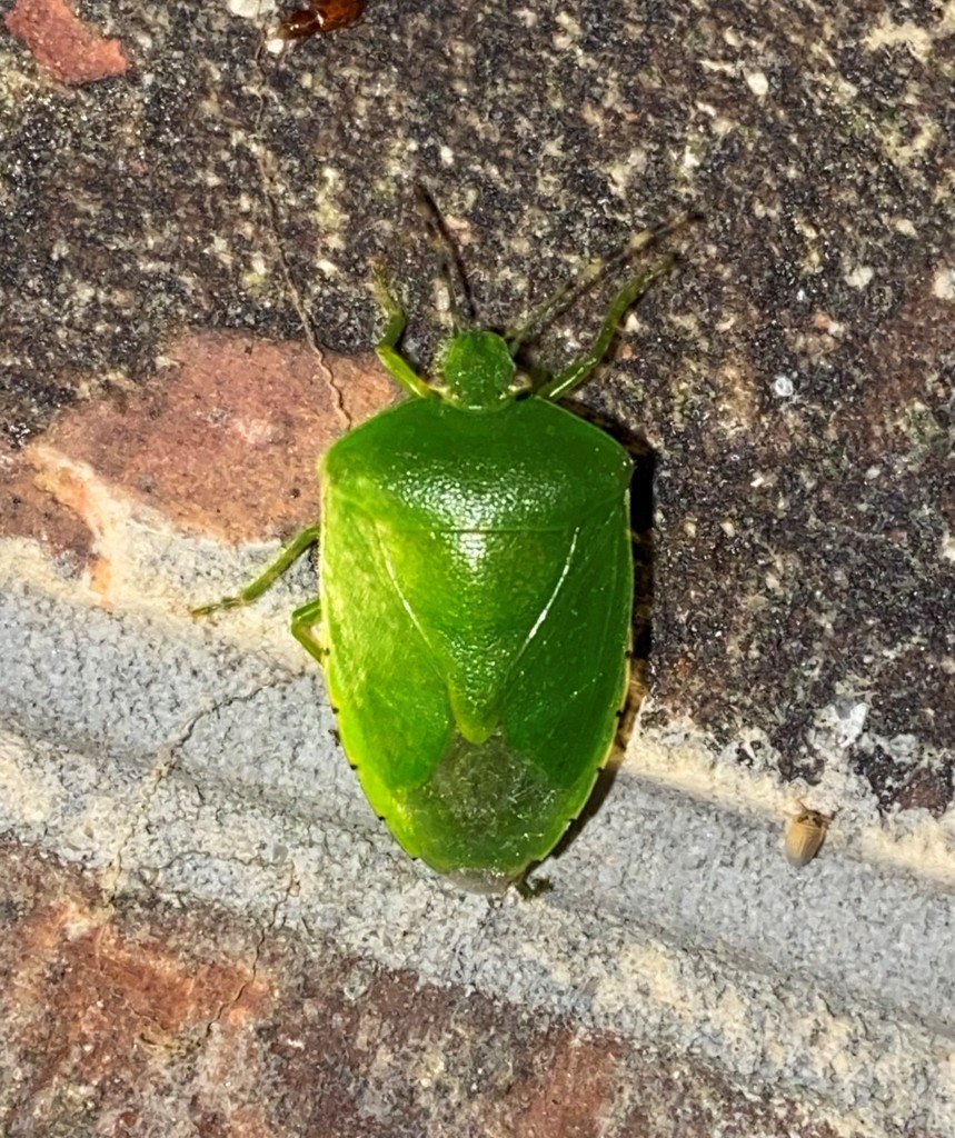 Green Stink Bug from Along Ijams Branch, off of Co. Rd. 275, Lauderdale County, AL, USA on June