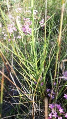 Scorzonera angustifolia