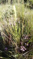 Scorzonera angustifolia