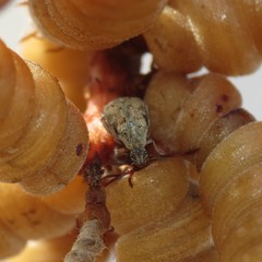Algarobius prosopis