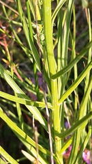 Scorzonera angustifolia