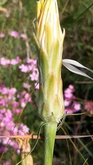 Scorzonera angustifolia