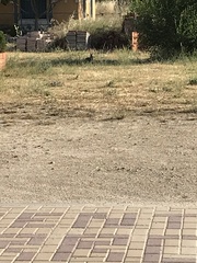 Oryctolagus cuniculus