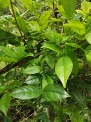 Derris fordii