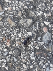 Coleoptera