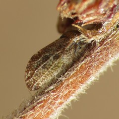 Aphalaroida inermis