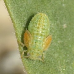 Aphalaroida inermis