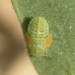 Aphalaroida inermis