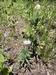 Lathyrus lanszwertii