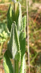 Nepeta tuberosa