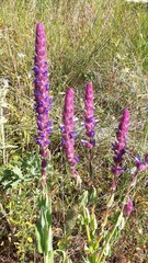 Nepeta tuberosa