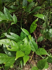 Derris fordii