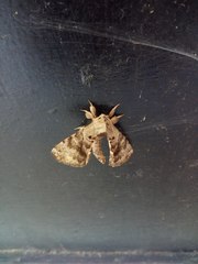 Apatelodes pudefacta