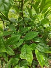 Derris fordii