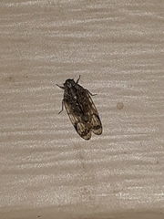 Melanoliarus placitus