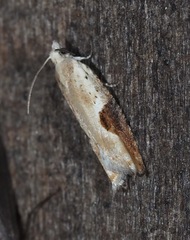 Pseudexentera costomaculana