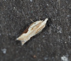 Pseudexentera costomaculana