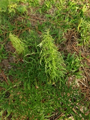 Psacalium cirsiifolium